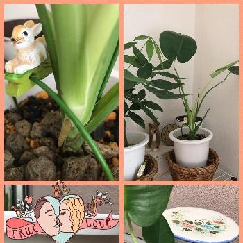 葉っぱちゃん の投稿画像一覧 Greensnap グリーンスナップ