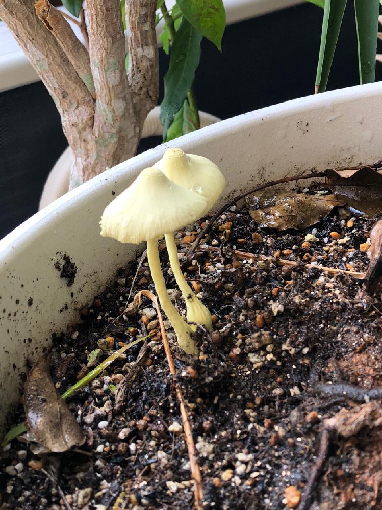 家庭菜園奮闘日記の投稿画像 By トッコさん 観葉植物と花のある暮らしとキノコ生える 18月9月15日 Greensnap グリーンスナップ