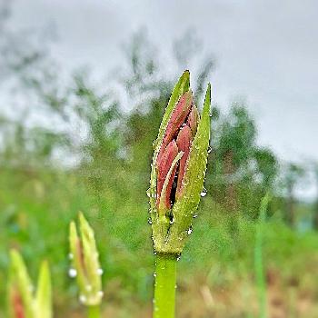 彼岸花 蕾の投稿画像一覧 Greensnap グリーンスナップ