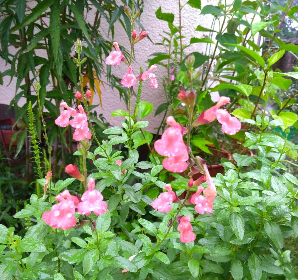 宿根サルビアの投稿画像 By ミキさん 宿根サルビア サーモンダンスと雨に輝くと咲いた とガーデニングと庭の宿根草とサルビアと小さな庭と雨に輝くと咲いた とガーデニングと庭の宿根草 18月9月15日 Greensnap グリーンスナップ Greensnap グリーン