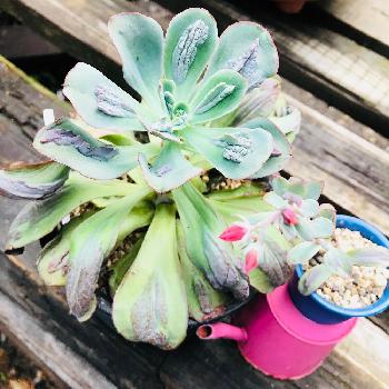 無事を祈るの投稿画像一覧 Greensnap グリーンスナップ