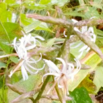 野山に咲くの投稿画像一覧 Greensnap グリーンスナップ