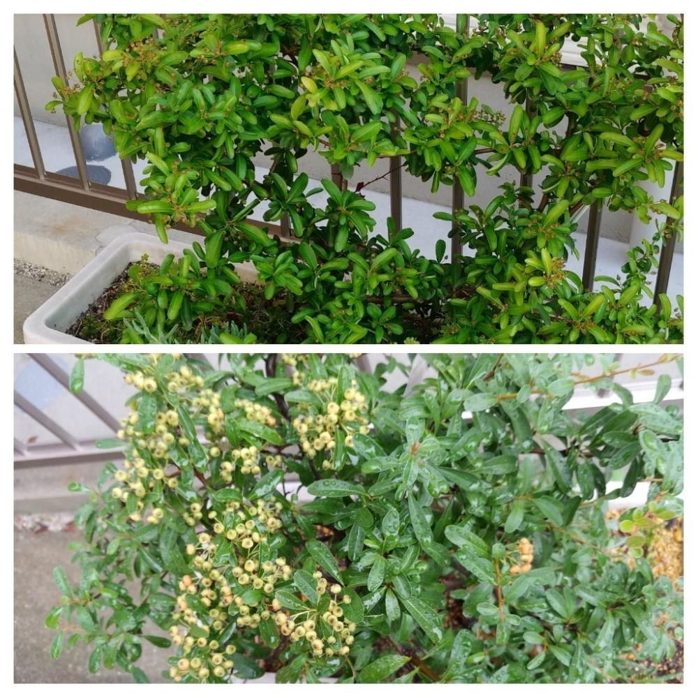 ピラカンサ の投稿画像 By ちるさん ピラカンサスの実 18月9月15日 Greensnap グリーンスナップ