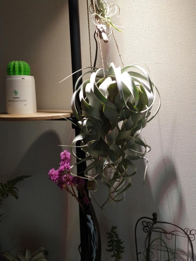 チランジア キセログラフィカの投稿画像 By Toraさん 壁 天井とチランジア属とクルクル葉っぱとクルクル愛好家とチランジアキセログラフィカと キセログラフィカとエアプランツとクルクルとエアープランツ チランジアとチランジア属とクルクル葉っぱとクルクル愛好家と