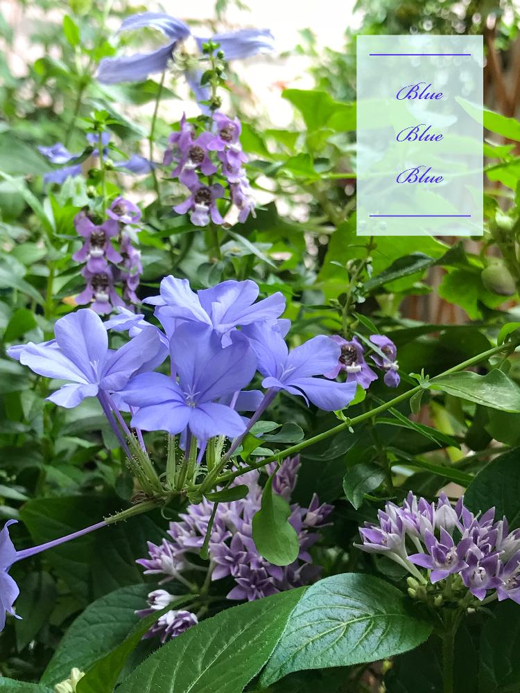 青い花の投稿画像 By Nyacoさん ペンタス ライカとルリマツリ と花のある暮らしとアンゲロニアセレニータとかわいいな とクレマチス ベンダーソニーとベランダーとやっぱり花が好き とバルコニストとクレマチス ヘンダーソニー 18月9月16日 Greensnap