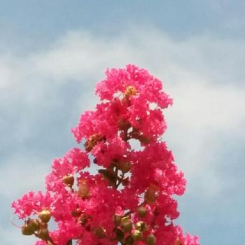 埼玉県花 植木流通センターの投稿画像一覧 Greensnap グリーンスナップ