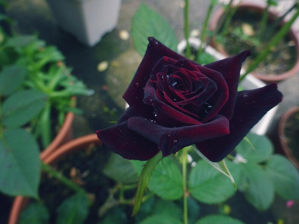 バラ ブラックバカラの投稿画像 By きらまる さん Htcと雨に輝くと薔薇愛同盟と薔薇男子と薔薇に魅せられてとb型とバラのある暮らしと今日の一枚と美しき薔薇様とロザリアンとバラを楽しむ 18月9月16日 Greensnap グリーンスナップ