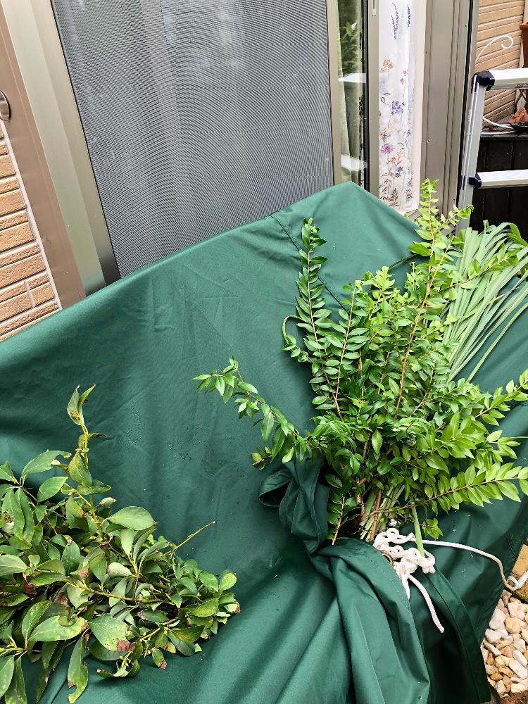 レモングラスの投稿画像 By Casさん ギンバイカ マートル とクロモジとにわと剪定とハーブ 18月9月16日 Greensnap グリーンスナップ