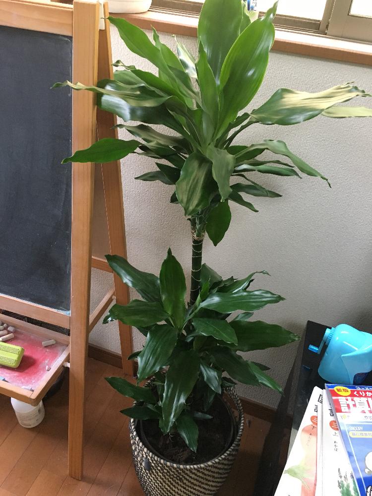 ドラセナアオワーネッキーの投稿画像 By やさん 18月9月16日 Greensnap グリーンスナップ