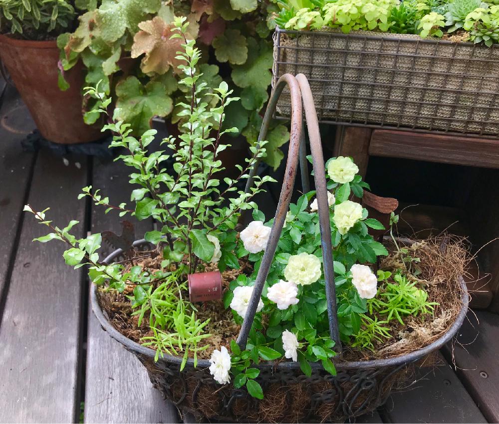 ミニバラ グリーンアイスの投稿画像 By にわこさん 寄せ植えとウッドデッキとベランダガーデニングと今日の一枚と今日のお花とバラ ミニバラ 18月9月16日 Greensnap グリーンスナップ