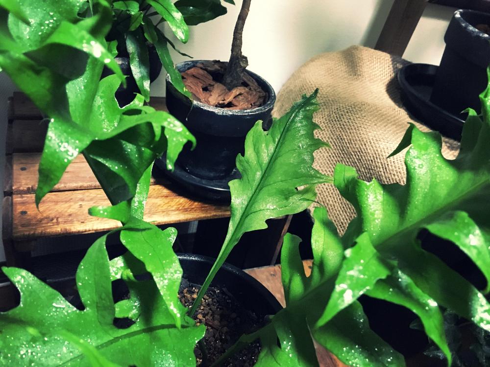 ミクロソリウム ドラゴンウィングの投稿画像 By Iron And Woodさん 観葉植物と シダ植物 コンテストとシダ好きとアヤメシダとシダ植物と新芽とミクロソリウム属とドラゴンウィング 18月9月16日 Greensnap グリーンスナップ