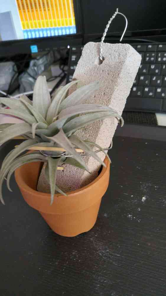 現品・即購入OK】チランジア・カピタータ クランプ 群生 特大 全幅約45cm