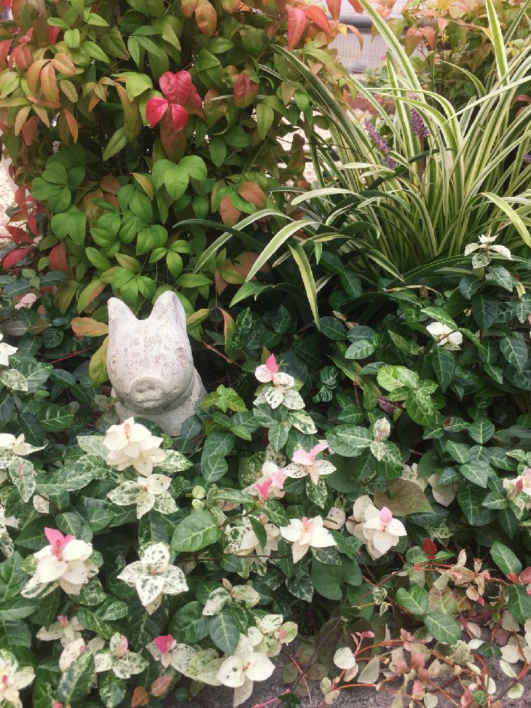 ハツユキカズラ の投稿画像 By しんママさん 狭い庭と斑入りヤブランの花とオタフクナンテン と半日陰の花壇と花のある暮らし 2018月9月17日 Greensnap グリーンスナップ