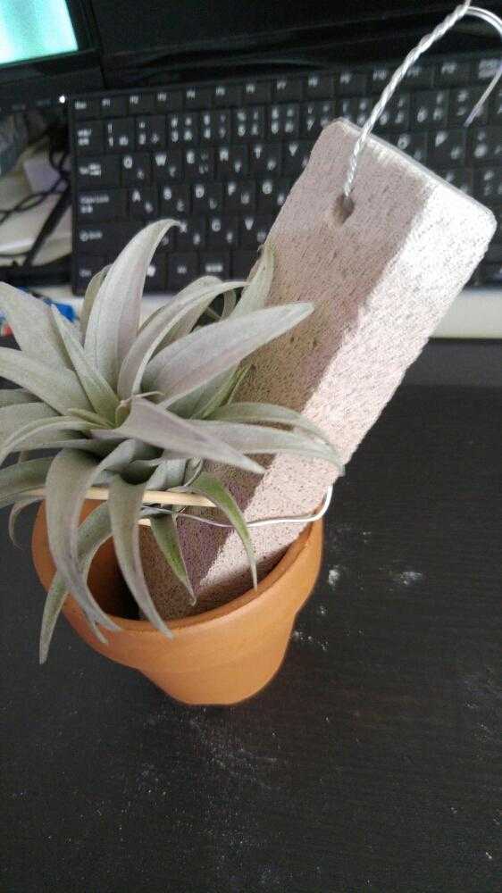 チランジアを着生させたい カピタータ固定編 Greensnap グリーンスナップ