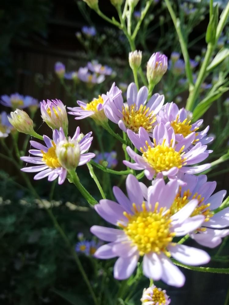 濃い紫色の投稿画像 By はなちゃんさん 秋に咲く花と花のある暮らし 2018月9月17日 Greensnap グリーンスナップ