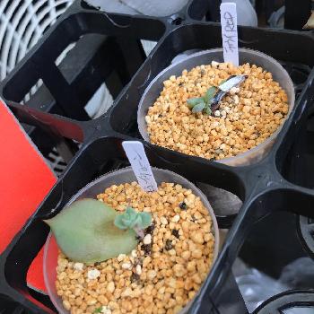 化粧砂は日向土の投稿画像一覧 Greensnap グリーンスナップ