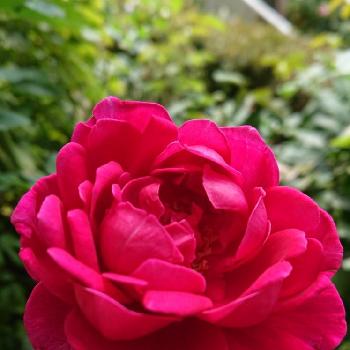 フェニックストワの画像 by ＹＵＭＩＫＯさん | 小さな庭とフェニックストワとスマホ撮影と大好き❣️と薔薇愛同盟と2018  Yumiko's garden薔薇と花が好き❤と薔薇に魅せられてとエンドレス剪定ときれいと植中毒と薔薇が好き❤と鉢植えといい香りと花のある暮らしとかわいいな♡といい色♡と花が好きと香りのバラと素敵