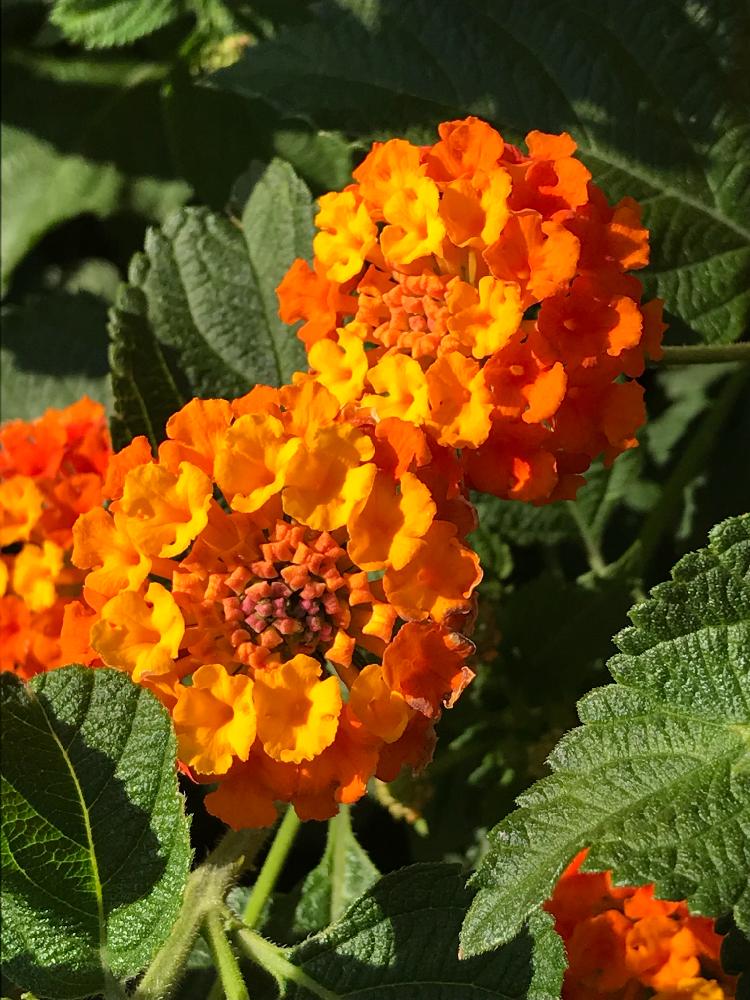 ランタナの投稿画像 By まめたんさん オレンジ色の花と花のある風景と夏に負けないで とgs映えとgs日和と癒され風景と花のある暮らしとさんぽ道と神奈川県の風景 2018月9月17日 Greensnap グリーンスナップ