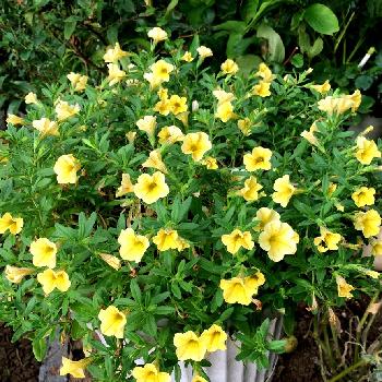 黄色の小花の投稿画像一覧 Greensnap グリーンスナップ