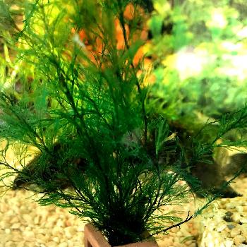 水草 マツモの投稿画像一覧 Greensnap グリーンスナップ