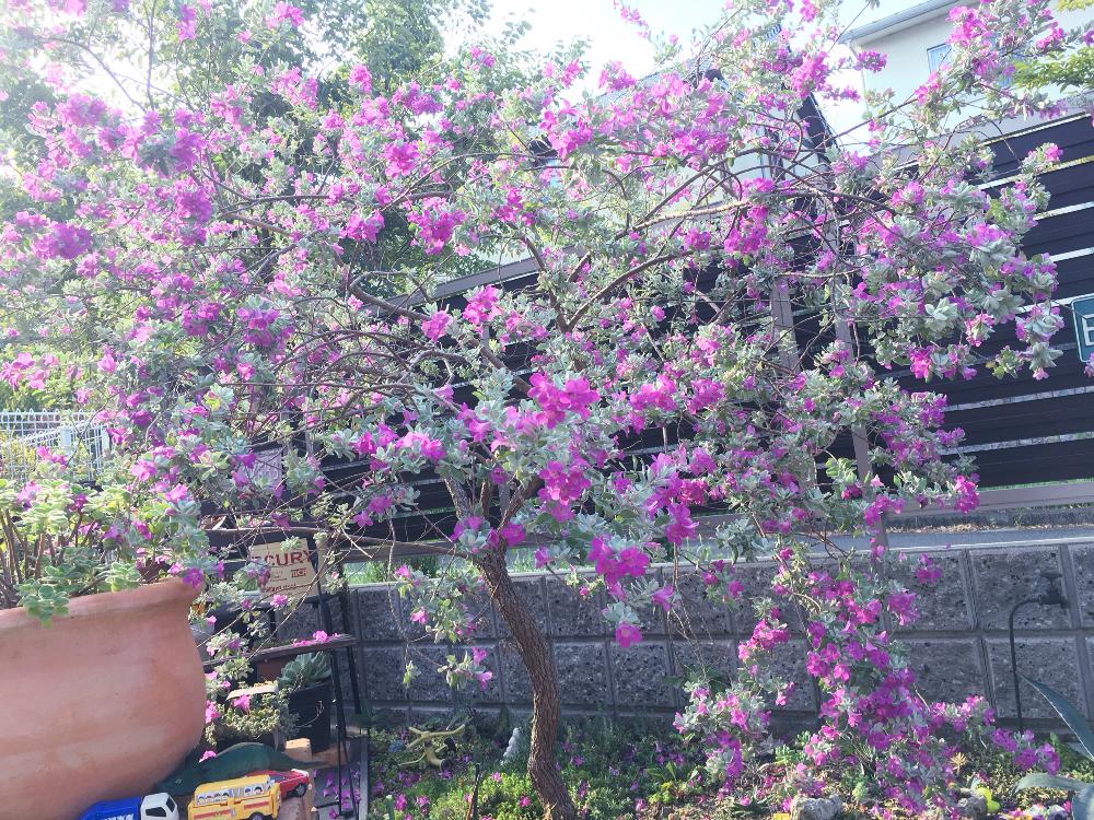 レウコフィルムフルテスケンスの投稿画像 By くましゅん さん レウコフィルムとシンボルツリーとピンクの花と常緑樹と満開と花のある暮らしとシルバーリーフ 18月9月18日 Greensnap グリーンスナップ