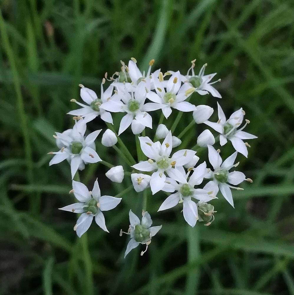 ニラの投稿画像 By はなさん 草ぼうぼうの庭と草ぼうぼうの庭 18月9月18日 Greensnap グリーンスナップ Greensnap グリーンスナップ