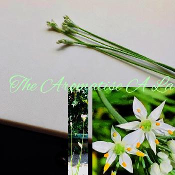 ニラの蕾の画像 by イングリッシュガーデンさん | 小さな庭と花のある暮らしと家庭菜園奮闘日記とハナニラ❇︎とニラの蕾