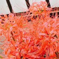 ヒガンバナ,キラキラ✨,ステキ☆,彼岸花,北の大地北海道の画像