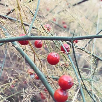 アスパラガスの実の投稿画像一覧 Greensnap グリーンスナップ