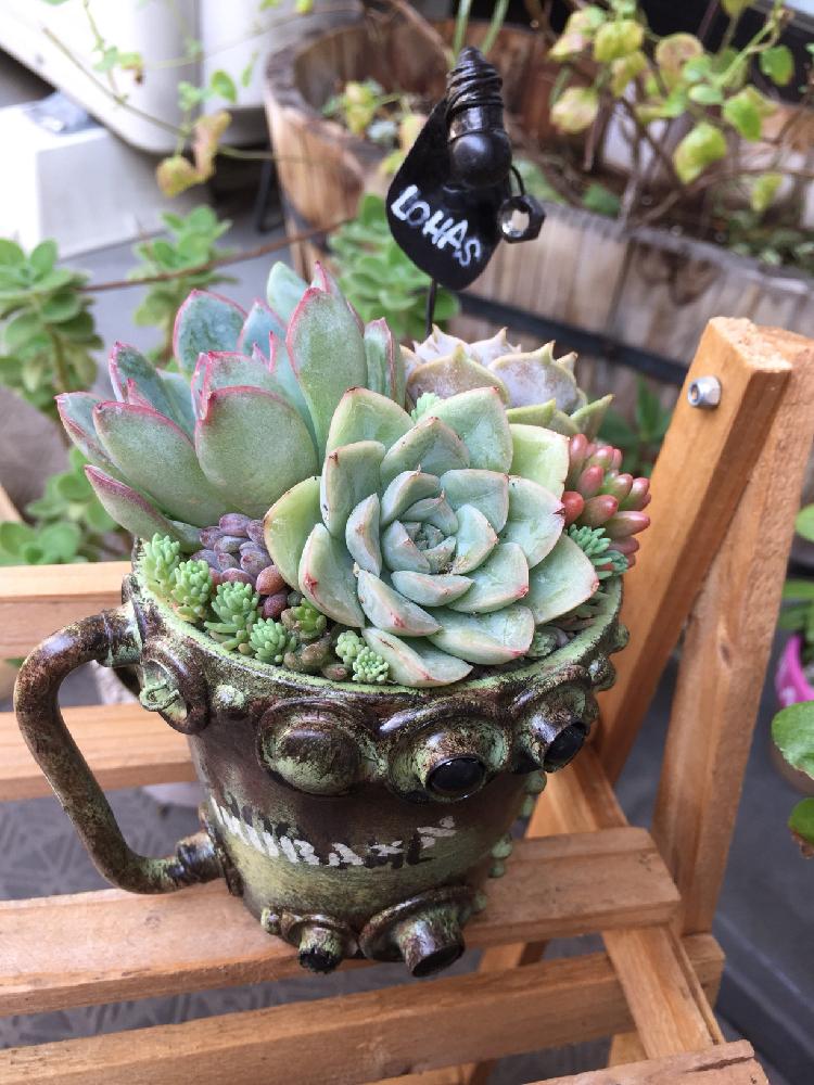 ローラの投稿画像 By Rieko さん ピンクエッジとムーンフェアリーと多肉植物とikuraさんのwsとgs日和とnikonomaスチームパンク鉢と 多肉女子と東京ロハスと多肉寄せ植えとワークショップ と多肉初心者とロハスフェスタ東京18 18月9月18日 Greensnap グリーン