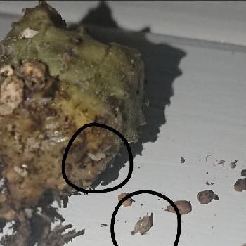 ウジ虫の投稿画像一覧 Greensnap グリーンスナップ