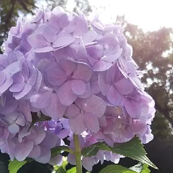 9月の紫陽花の投稿画像一覧 Greensnap グリーンスナップ