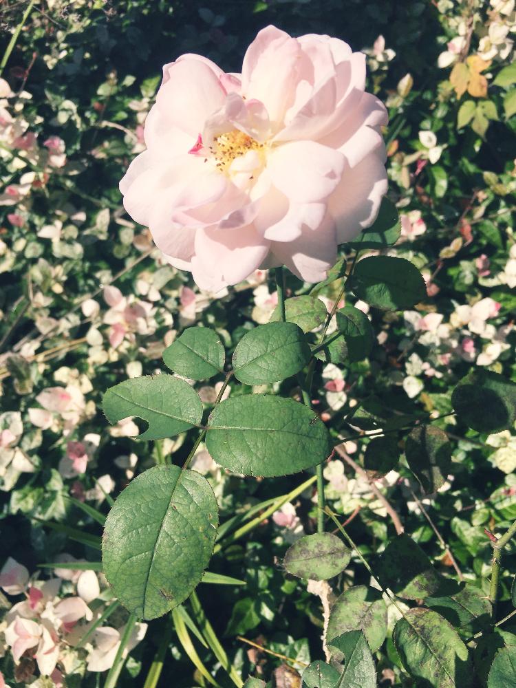 畑の投稿画像 By ゆきさんさん 花のある暮らしとプリンセスマサコ バラと薔薇が好きと花のある暮らしとプリンセスマサコ バラと薔薇が好き 18月9月19日 Greensnap グリーンスナップ Greensnap グリーンスナップ