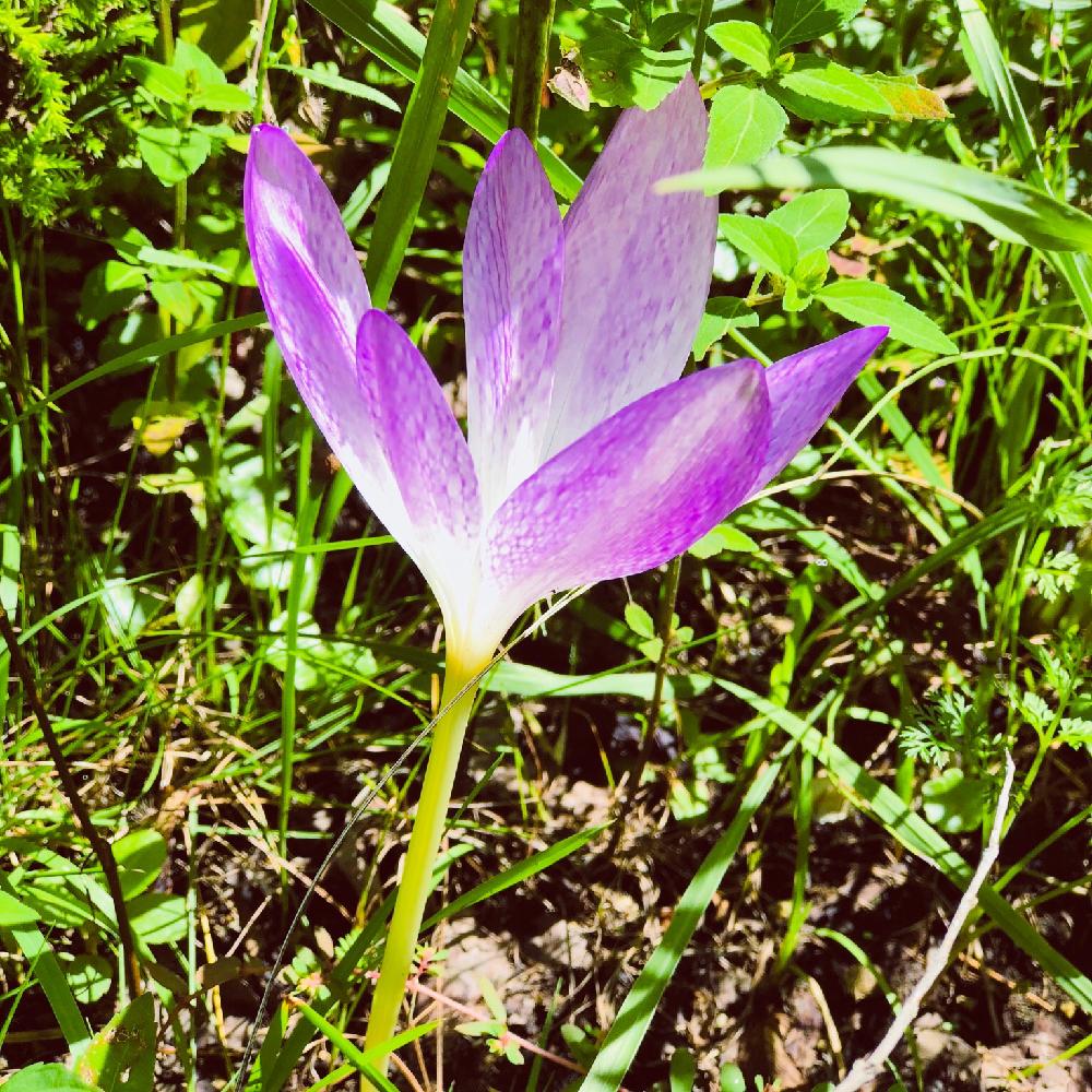 紫色の花の投稿画像 By つきゆずさん 花が咲きましたとサフラン と花のある暮らしと球根植物と秋の花 18月9月19日 Greensnap グリーンスナップ