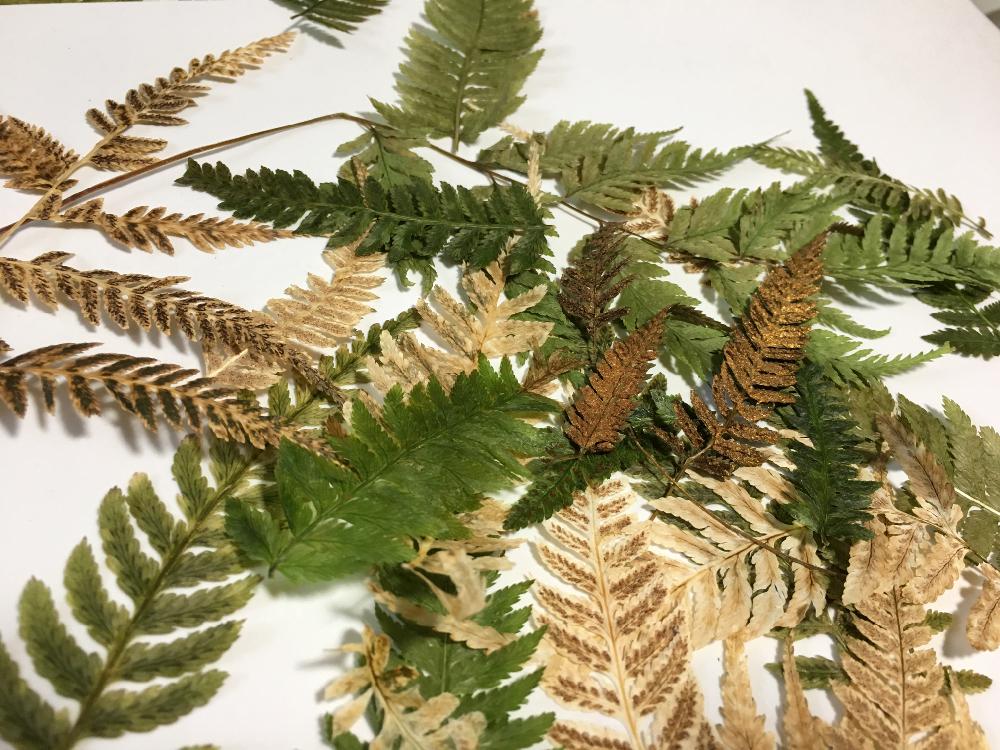 イヌワラビの投稿画像 By 椎茸さん 部屋とお誘いと北の大地北海道とご安全にーと普及シダを愛でる会としぞーか勢と羊歯植物 とdiyと立ち上がろう 晴れの国 とハンドメイドとドライリーフとシダ植物と頑張れ えっこと普及シダを愛でる会 集会所と前に進もう 晴れの国