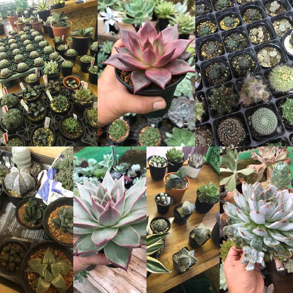 多肉植物の投稿画像 By Blue Leafさん スモリの家とblue Leafと多肉雑花屋blueleafと多肉寄せ植えと多肉雑花 Blue Leaf 18月9月19日 Greensnap グリーンスナップ 多肉植物の投稿画像 By Blue Leafさん スモリの家とblue Leafと多肉雑花屋blueleafと多肉寄せ植えと多肉雑花 Blue Leaf 18月9月19日 Greensnap グリーンスナップ