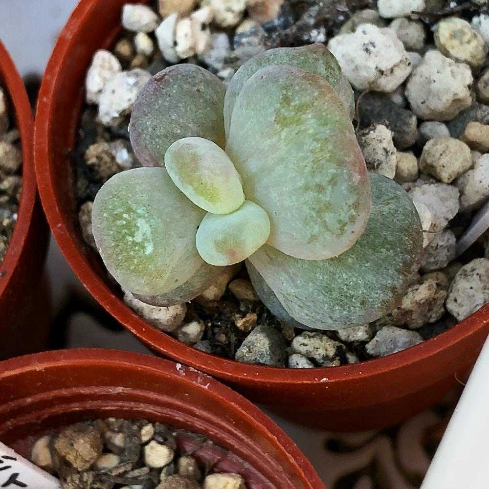 モンロー 葉挿し成長記 色素変異個体⁇｜🍀GreenSnap（グリーン
