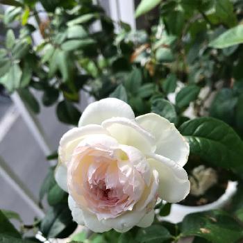 ボレロバラの投稿画像一覧 Greensnap グリーンスナップ