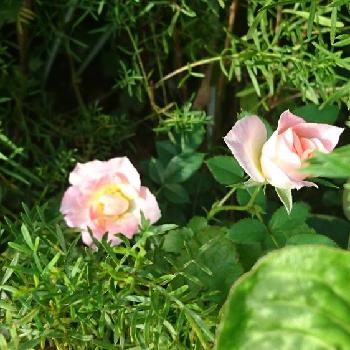 四季咲きミニ薔薇の画像 by kawokawoさん | 小さな庭とミニバラと四季咲きミニ薔薇