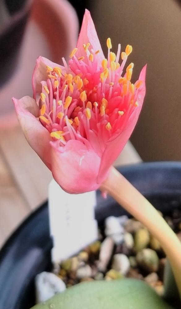 眉刷毛万年青 ピンク花の投稿画像 By チッチさん バルコニストと花のある暮らしと咲いた とﾏﾕﾊｹｵﾓﾄ とハエマンサス属 18月9月19日 Greensnap グリーンスナップ