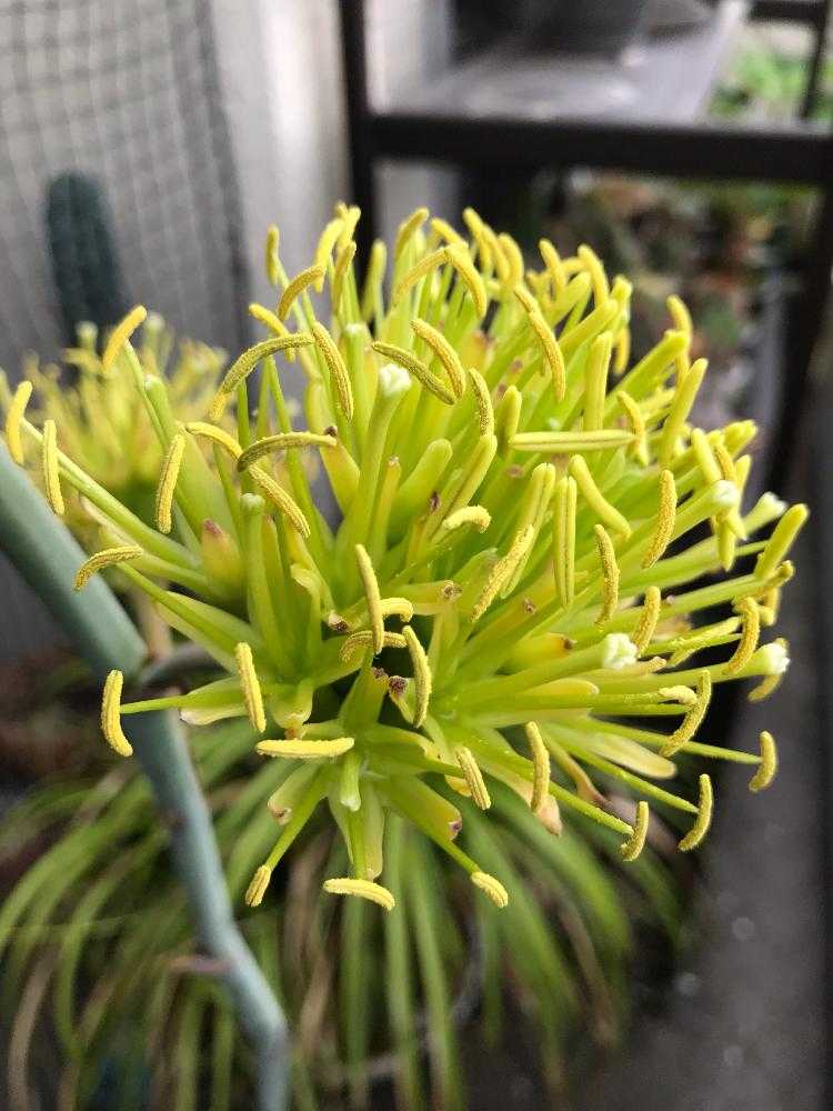 アガベ 雷神の投稿画像 By ぶりたまさん バルコニー ベランダとボタニカルライフと植物男子と放置栽培とリュウゼツラン科と植中毒とぶりたま雷神開花記と 花のある暮らしとアガベ属とボタニカルライフと植物男子と放置栽培とリュウゼツラン科と植中毒とぶりたま雷神開花記
