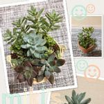 コーナンの寄せ植えの一覧 Greensnap グリーンスナップ