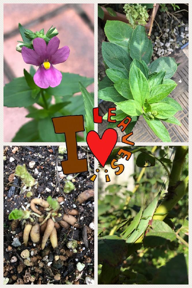 ラナンキュラス 植えっぱなし 地植え 誕生 日 ライン 友達