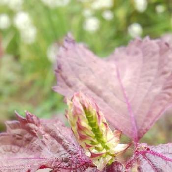 赤紫蘇の花芽の投稿画像一覧 Greensnap グリーンスナップ