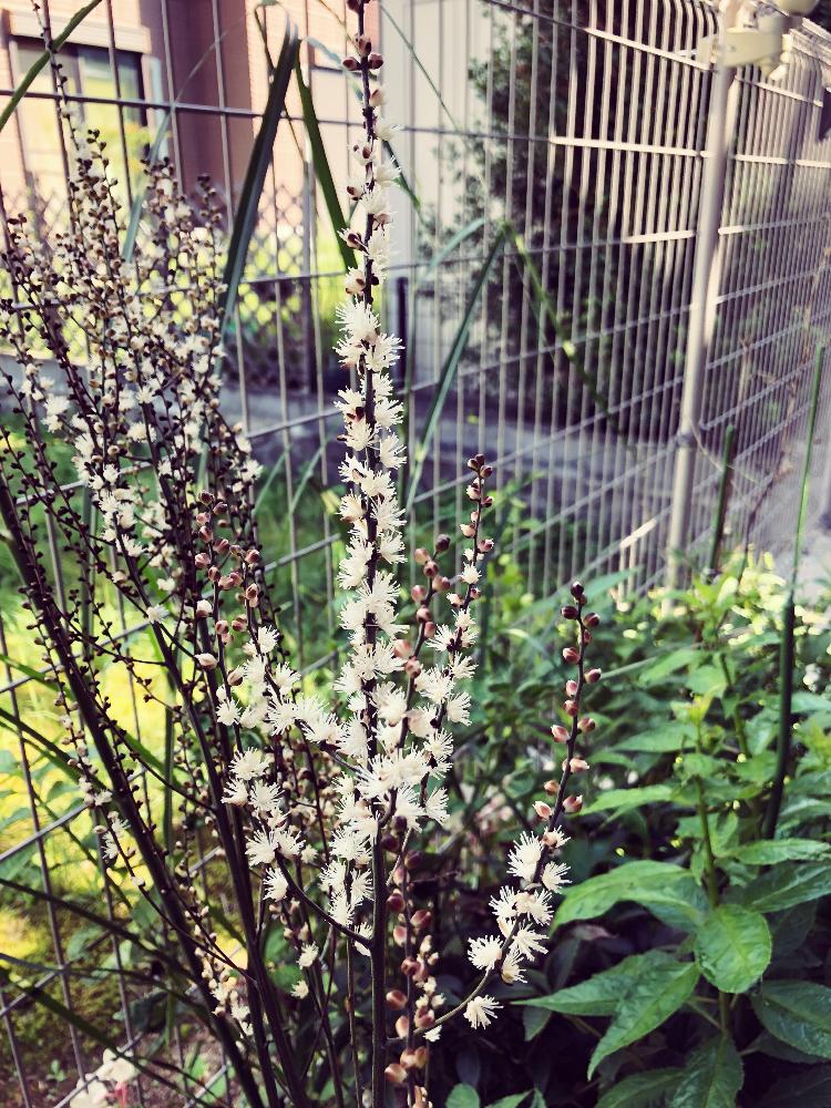 茶花の投稿画像 By Kiyokoさん サラシナショウマと花のある暮らしと白い花と秋の花 18月9月日 Greensnap グリーンスナップ