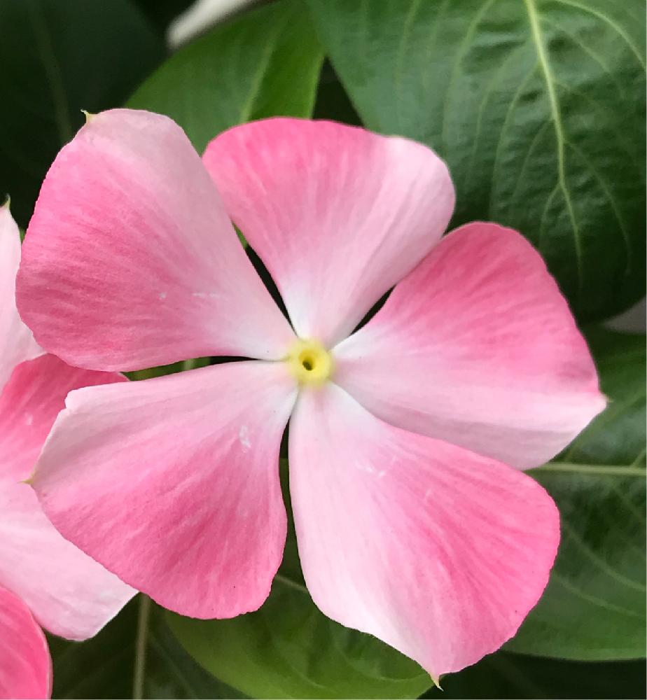 バルコニー ベランダの投稿画像 By ふゆざくらさん グラデーションと夏の花ときれいとピンクと可愛いと花のある暮らしとグラデーションと夏の花ときれいと ピンクと可愛いと花のある暮らし 18月9月日 Greensnap グリーンスナップ Greensnap グリーン