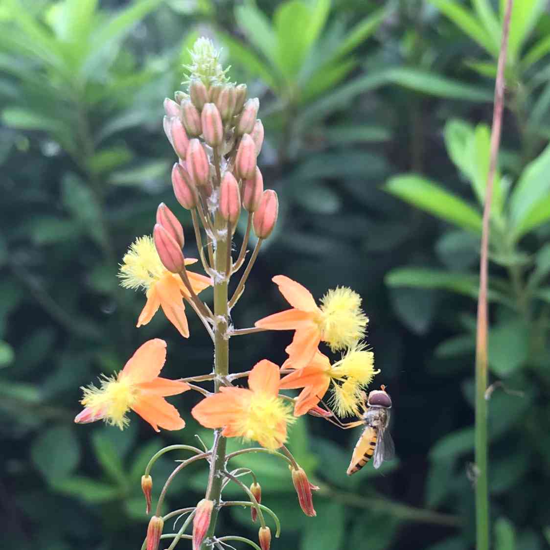 スネークフラワーの一覧｜🍀GreenSnap（グリーンスナップ）