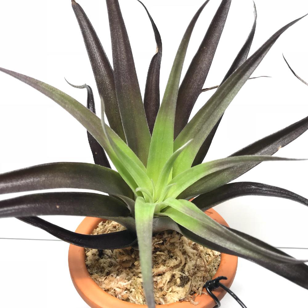 エアプランツハリシーの投稿画像 By Akkyさん みどりのある暮らしとチランジア銀葉種とチランジア属とエアプランツとエアープランツ チランジア 18月9月日 Greensnap グリーンスナップ