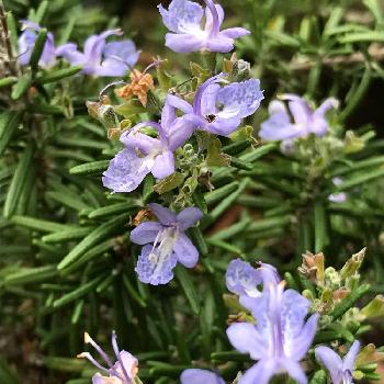 半匍匐性ローズマリーの投稿画像一覧 Greensnap グリーンスナップ