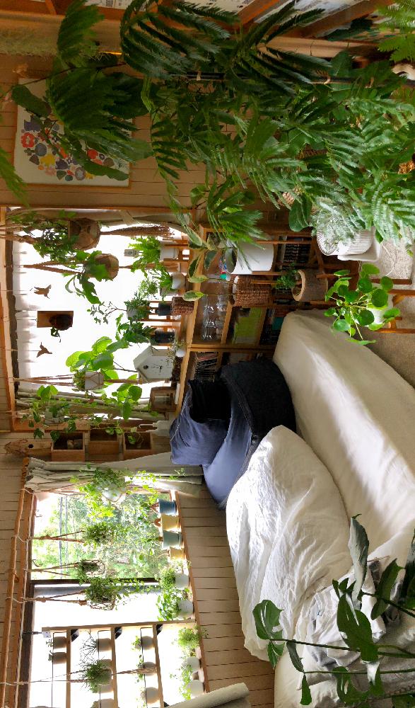 ナウシカの秘密の部屋みたいにしたい の投稿画像 By Meguさん ナウシカと風の谷のナウシカ とお部屋ガーデンとインテリアグリーンと葉っぱと緑のある暮らしとボタニカルライフと観葉植物と多肉植物と南側の窓と出窓と今日イチ可愛い植物とフィカス属とdiy飾り棚とゴムの